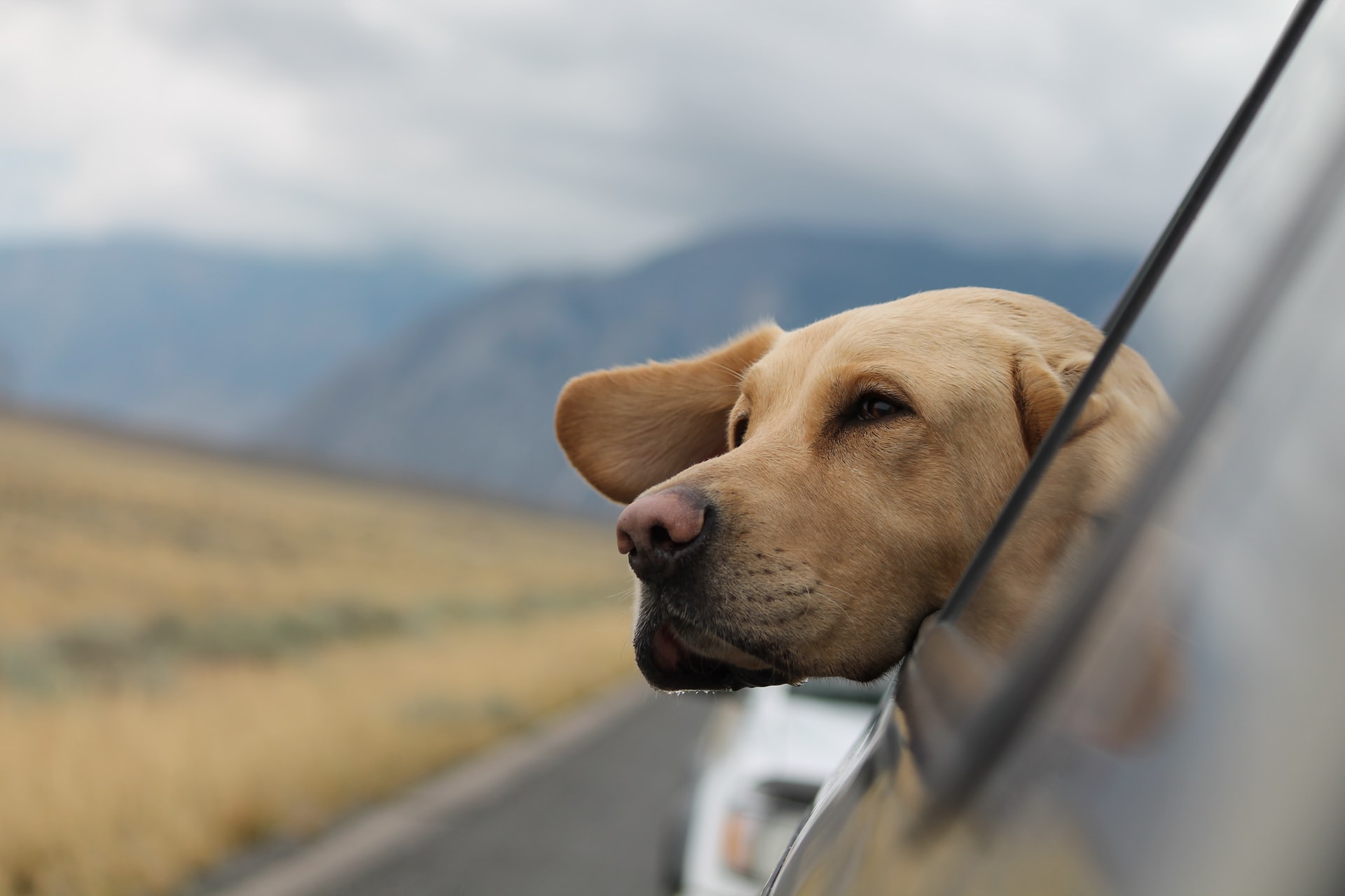 Wyjazd wynajmowanym samochodem z psem